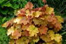 Caramel-Heuchera