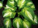 hosta war paint