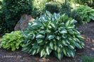 hosta snake eyes