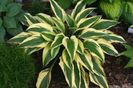 hosta lakeside dragonfly