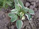 hosta primita de la Ligia