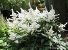 astilbe white