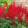 Astilbe_Red___