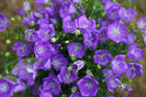 campanula blue