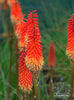 kniphofia_alcazar_2431s