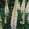 lupinus white