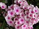 phlox paniculata bright eyes