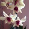 Dendrobium phalaenopsis Banana Chocolate