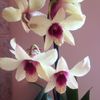 Dendrobium phalaenopsis Banana Chocolate
