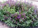 salvia officinalis