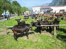 Capre Nera-Verzasca-8ed