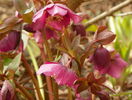 helleborus orientalis