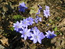 hepatica transsilvanica