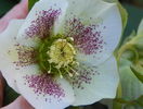 helleborus White Lady Spotted