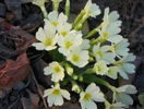 primula vulgaris