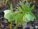 helleborus viridis