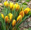 crocus-chrysanthus-Dorothy-1-mars-09