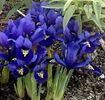 Iris-Reticulata harmony