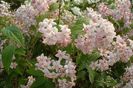 3893-Deutzia-X-hybrida-Mont-Rose