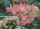 Hydrangea paniculata Pink Lady