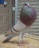 UK: Champion Horseman and Champion Pouter and kept going to take Best bird of the whole show over al