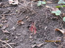Dicentra roz