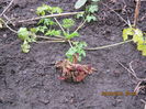 Dicentra alba