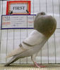 UK National Young Bird Show in Nottingham 2011