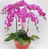 Phalaenopsis Orchids 1,5ron/buc