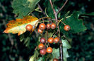 sorbus torminalis