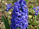 plantata acum