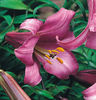crin-trompeta-pink-perfection-7595009