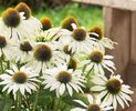 im_401_0_echinacea-purpurea-alba-echinaceea-alba