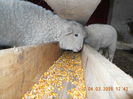 Picture 025