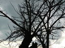 DSCN0037