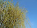 DSCN9985