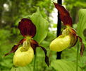 cypripedium calceolus