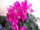 cyclamen (2)