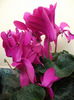 cyclamen