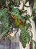 aeschynanthus longicaulis (3)