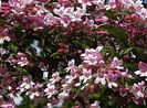kolkwitzia-amabilis-pink-cloud