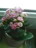 Kalanchoe