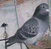 APDC2639