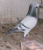 APDC2643