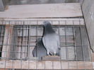 APDC2647