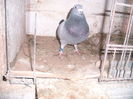 APDC2653