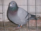 APDC2667