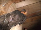DSCF7238