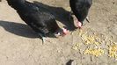 IMG-20160303-WA0008