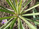 Yucca filamentosa 'Colour Guard'